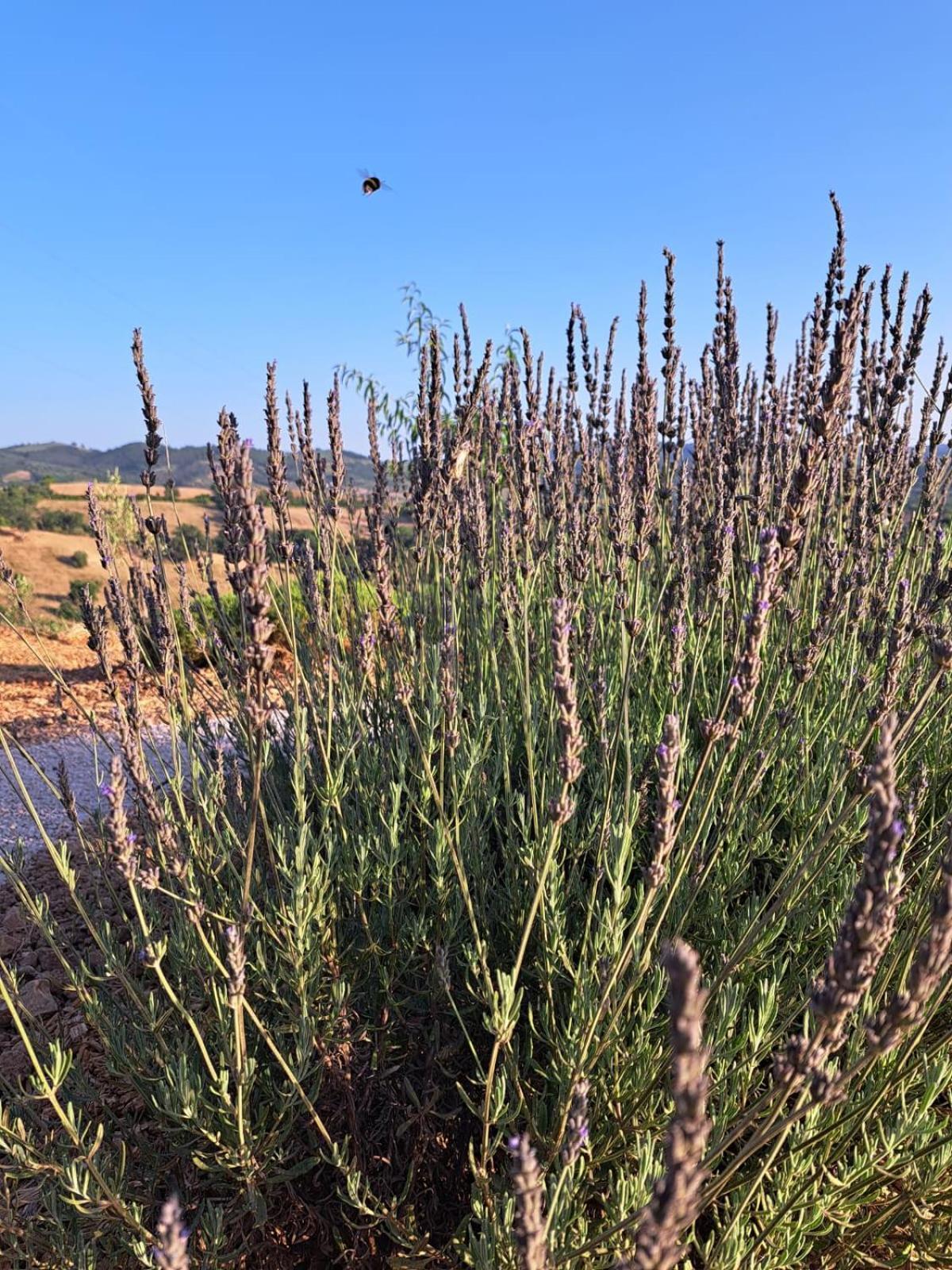 مبيت وإفطار ساتورنيا Casale Terre Rosse المظهر الخارجي الصورة